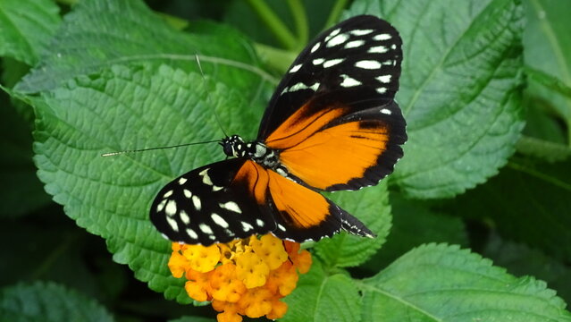 Magnifique papillon