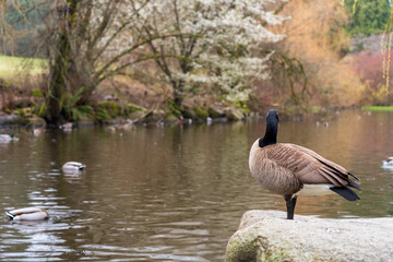 Close up a Canada Goose at The Duck Pond in cherry blossom spring time season. Queen Elizabeth Park, Vancouver.
