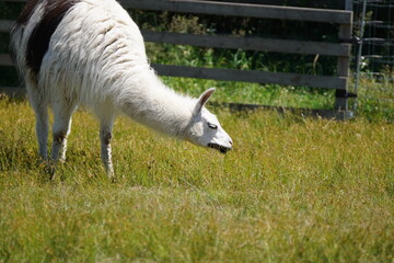 Obraz premium 可愛いお食事中のラマ