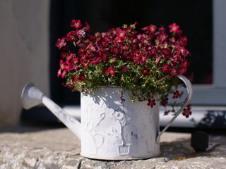 Pot de fleurs arrosoir © Laurent