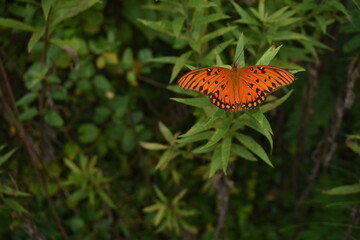 butterfly on a flower