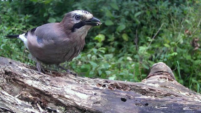 Eichelh&auml;her (Garrulus glandarius)