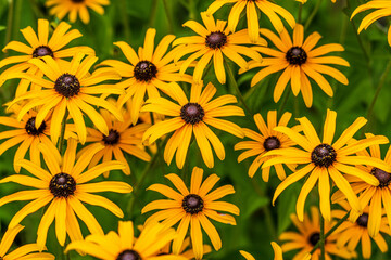 Black eyed Susan Flowers in the garden