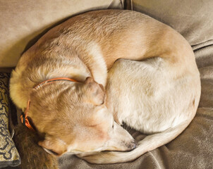 Yellow lab curled up on a beige couch. Closeup.