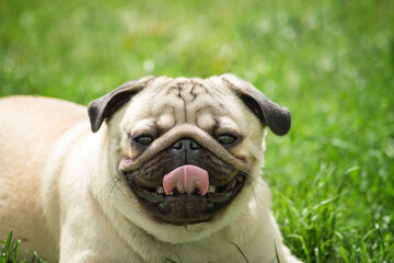 portrait of a young beige pug dog who looks into the camera and smiles happily on a walk against the background of grass