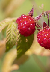 Macro photo of a wild raspberry and leaves (Rubus idaeus)