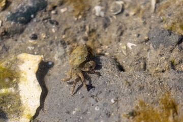 little brown crab beneath shallow water at a beach