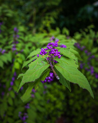 Flores made in japan