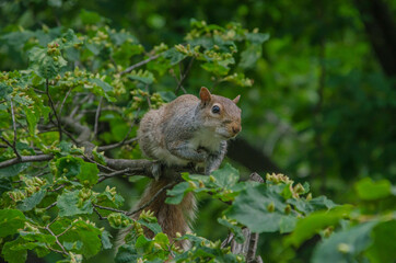 animales en el central park ardilla y ave