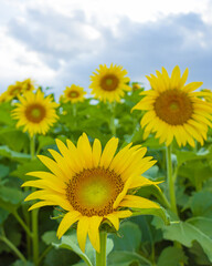 japanese summer sunflower
Girasol del verano Japones