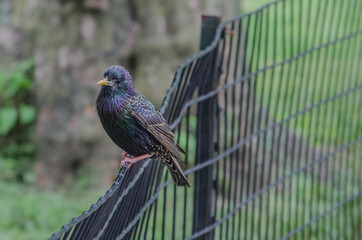 animales en el central park ardilla y ave