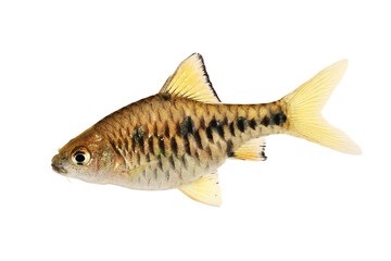 Obraz premium Checker barb female Aquarium fish Oliotius oligolepis