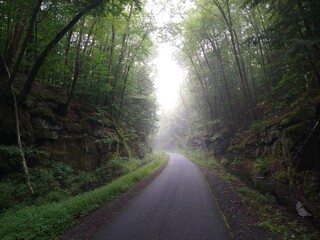 light breaking through the trees onto the mountain, forest road