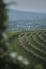Beautiful shot of a cultivated grapes garden