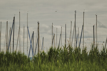 Boat masts behind reeds