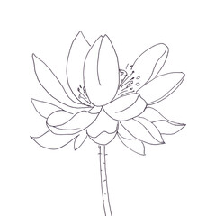 Lotus flower graphic black and white linear drawing