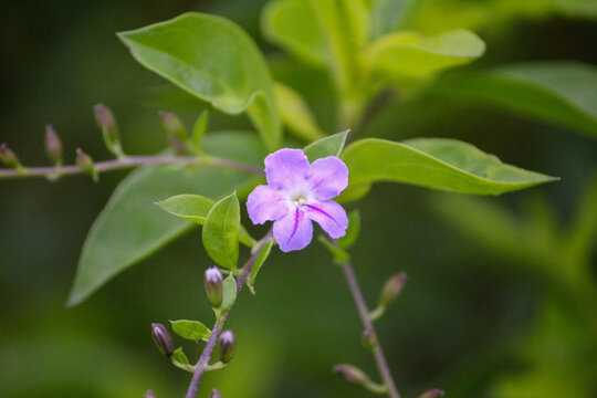 Selective focus of a purple Ruella squarrose flower in the garden