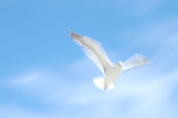 Naklejka na ściany i meble Seagulls flying in the summer blue sky