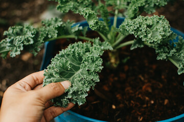Green curly kale plant in a vegetable garden, Green kale leaves. Beneficial for health lovers. High in antioxidants.