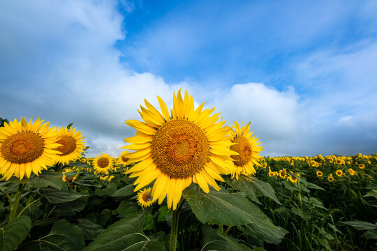 花脈 Images Browse 71 Stock Photos Vectors And Video Adobe Stock