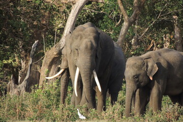 Fototapeta na wymiar elephant 