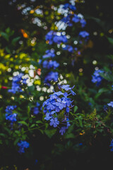 Fototapeta na wymiar blue flowers in garden