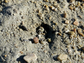 Close up of a crab on the beach