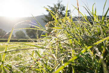 grass in the wind