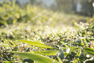 grass with dew drops