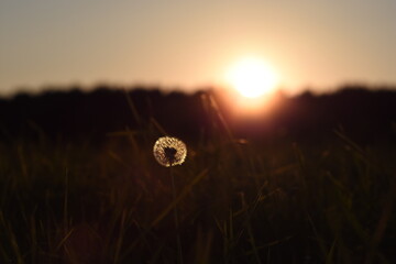dandelion in the sunset