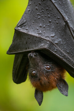 bat on a branch