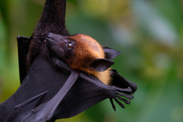 bat on a branch