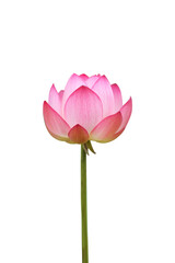 Pink lotus flower isolated on white background , clipping path for design usage purpose