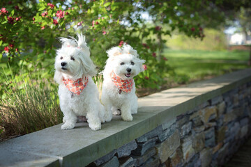 Naklejka na ściany i meble two maltipoo dogs wearing pink bandanas posing for the camera in the park on a sunny day