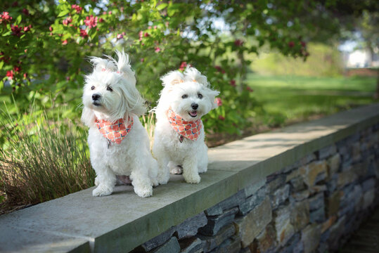 two maltipoo dogs wearing pink bandanas posing for the camera in the park on a sunny day