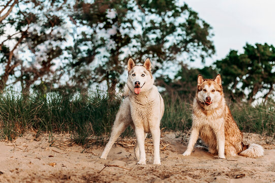 two husky dogs on the beach in the afternoon 