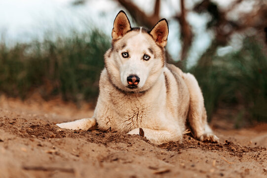 one husky dog on the beach 
