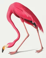 Zelfklevend Fotobehang Vintage illustratie van roze flamingo © Rawpixel.com