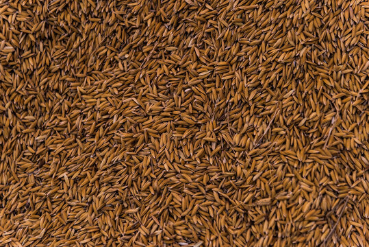 Lot of dried grains or oats