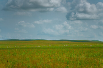 Fototapeta premium The grassland landscape in Hulun Buir, Inner Mongolia, China, summer time.