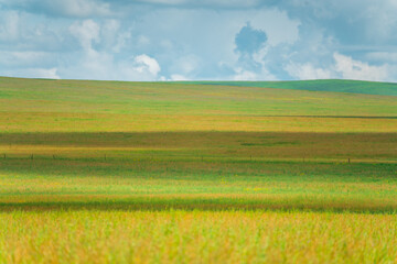 Fototapeta premium The grassland landscape in Hulun Buir, Inner Mongolia, China, summer time.