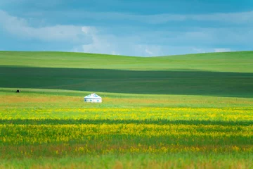 Foto op Canvas The grassland landscape in Hulun Buir, Inner Mongolia, China, summer time. © Zimu