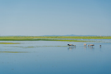 Naklejka premium The grassland landscape in Hulun Buir, Inner Mongolia, China, summer time.
