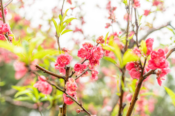 Fototapeta na wymiar Peach blossoms of the Chiba peach tree on Qingxiu Mountain in Nanning, Guangxi, China