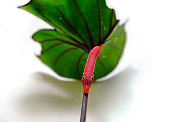 Pink Spicebush Swallowtail worm on green leaf isolate on white background.