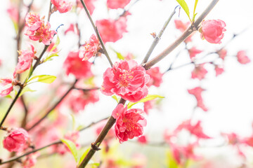 Peach blossoms of the Chiba peach tree on Qingxiu Mountain in Nanning, Guangxi, China