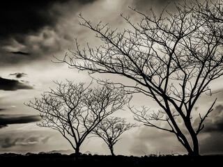 black tree