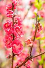 Peach blossoms of the Chiba peach tree on Qingxiu Mountain in Nanning, Guangxi, China