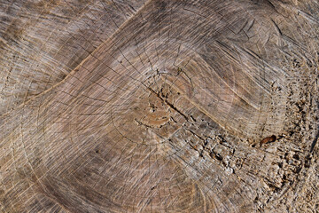 Naklejka premium 切り株の表面