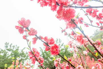 Fototapeta premium Peach blossoms of the Chiba peach tree on Qingxiu Mountain in Nanning, Guangxi, China